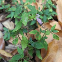 Dicliptera neesii (Trimen) L.H.Cramer